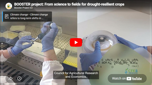 From science to fields: BOOSTER unveils its latest video on crop resilience