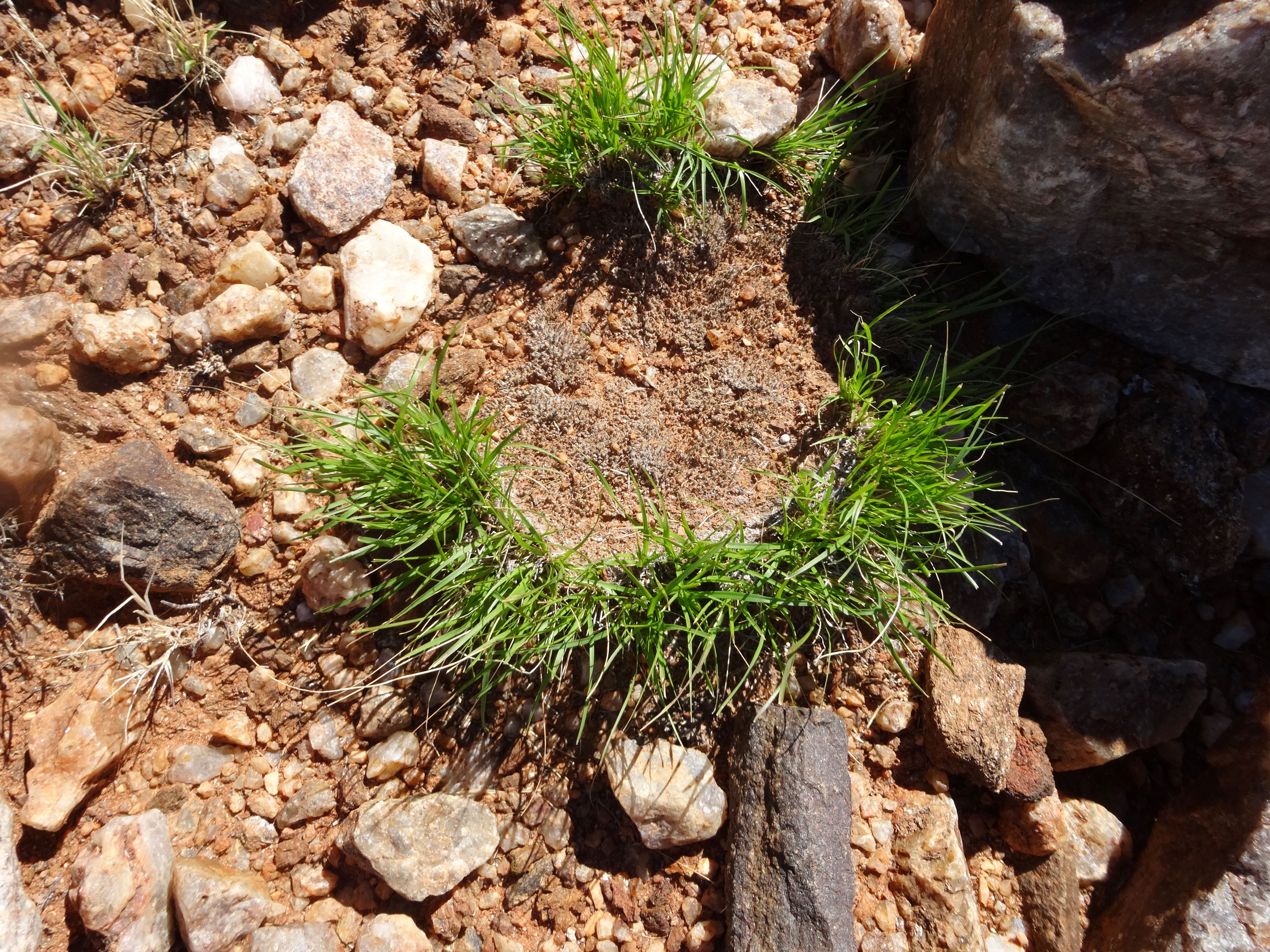 Eragrostis_nindensis_fully_hydrated_.JPG