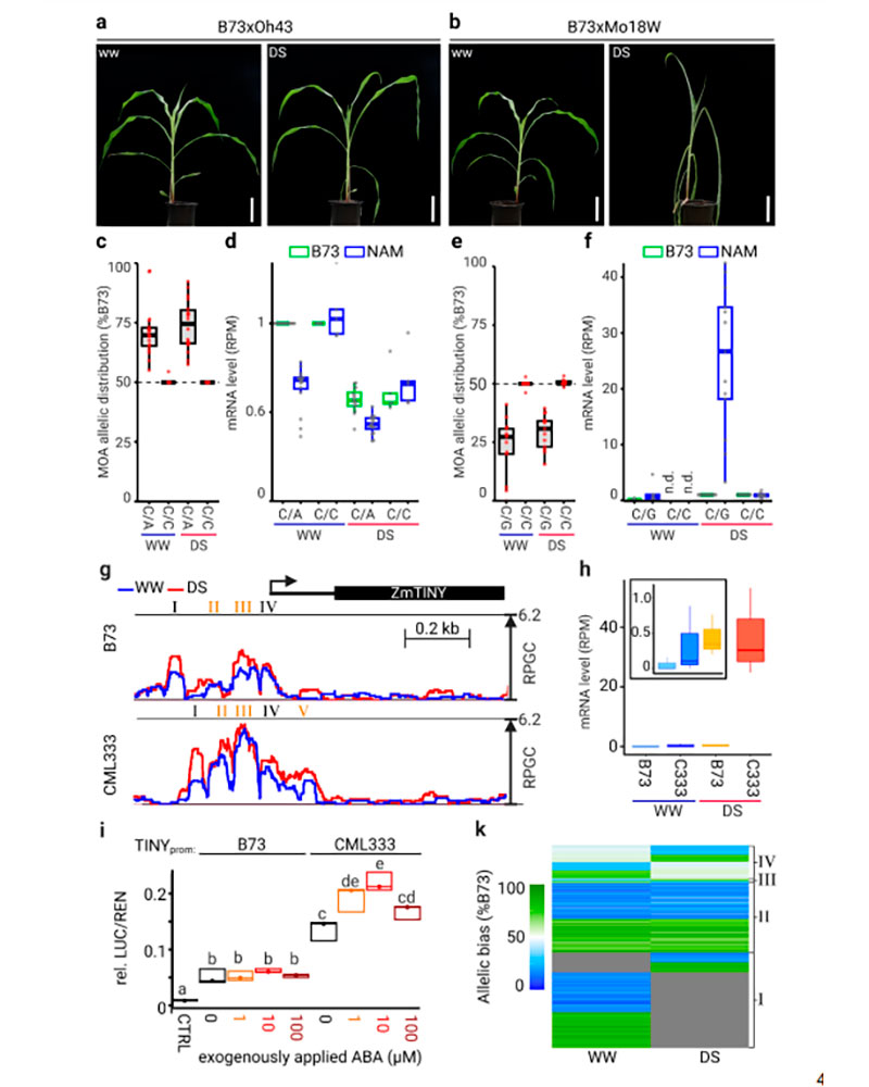 Genetic variation at transcription factor binding sites largely explains phenotypic heritability in maize