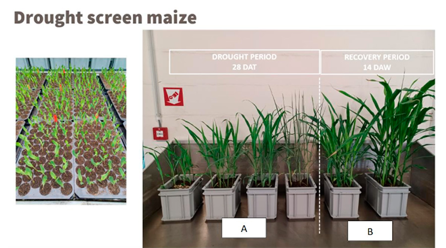 Aphea.Bio leads the way to innovative microbial solutions for drought-resilient crops