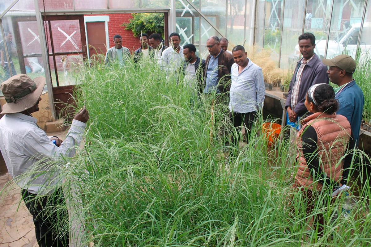 BOOSTER project advances tef drought resilience