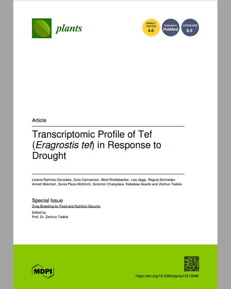 Transcriptomic Profile of Tef (Eragrostis tef) in Response to Drought