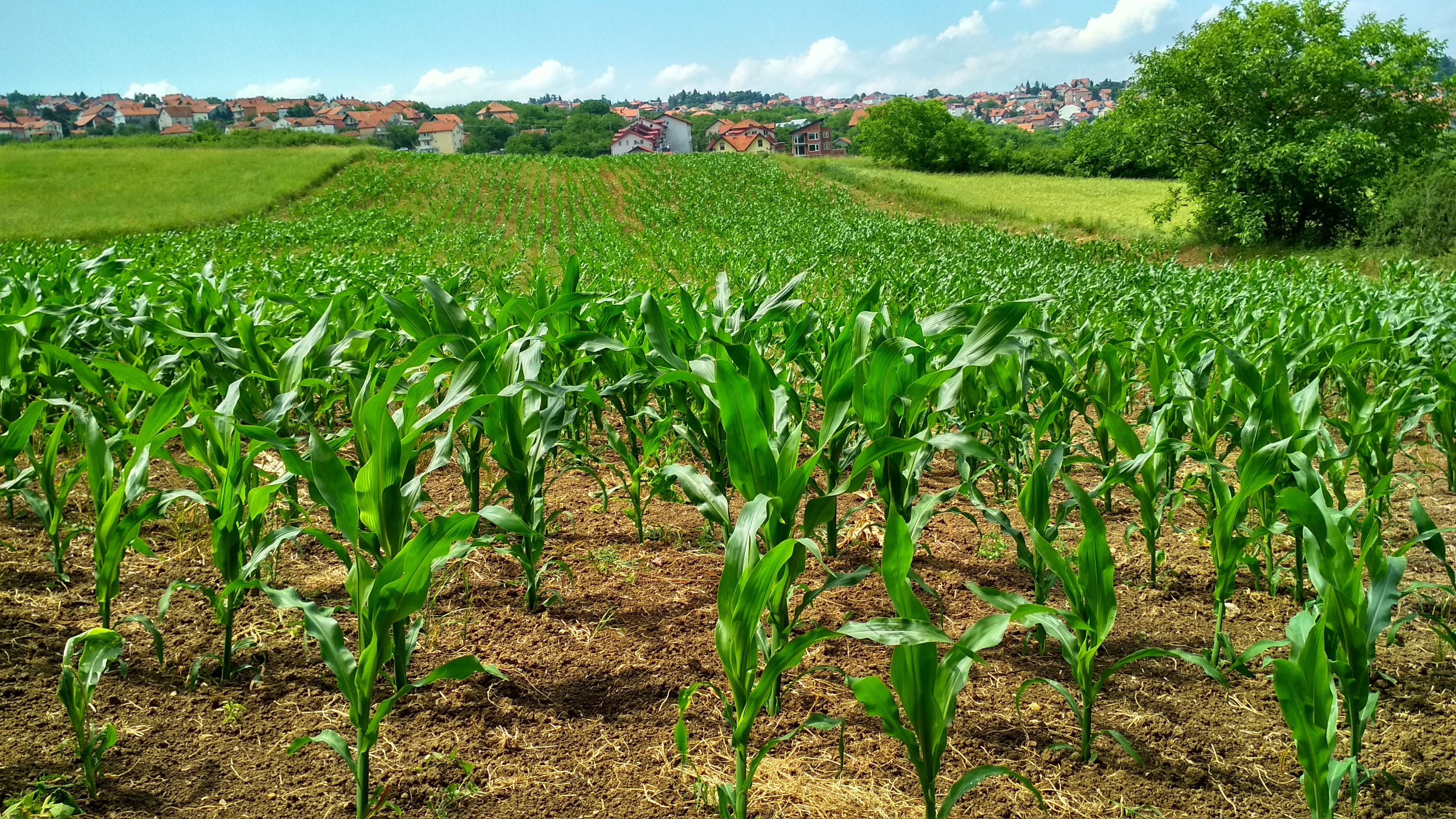 maize_field.jpg
