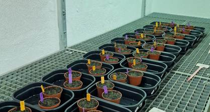 University of Bern advances microbial and seaweed-based solutions for drought-resilient teff