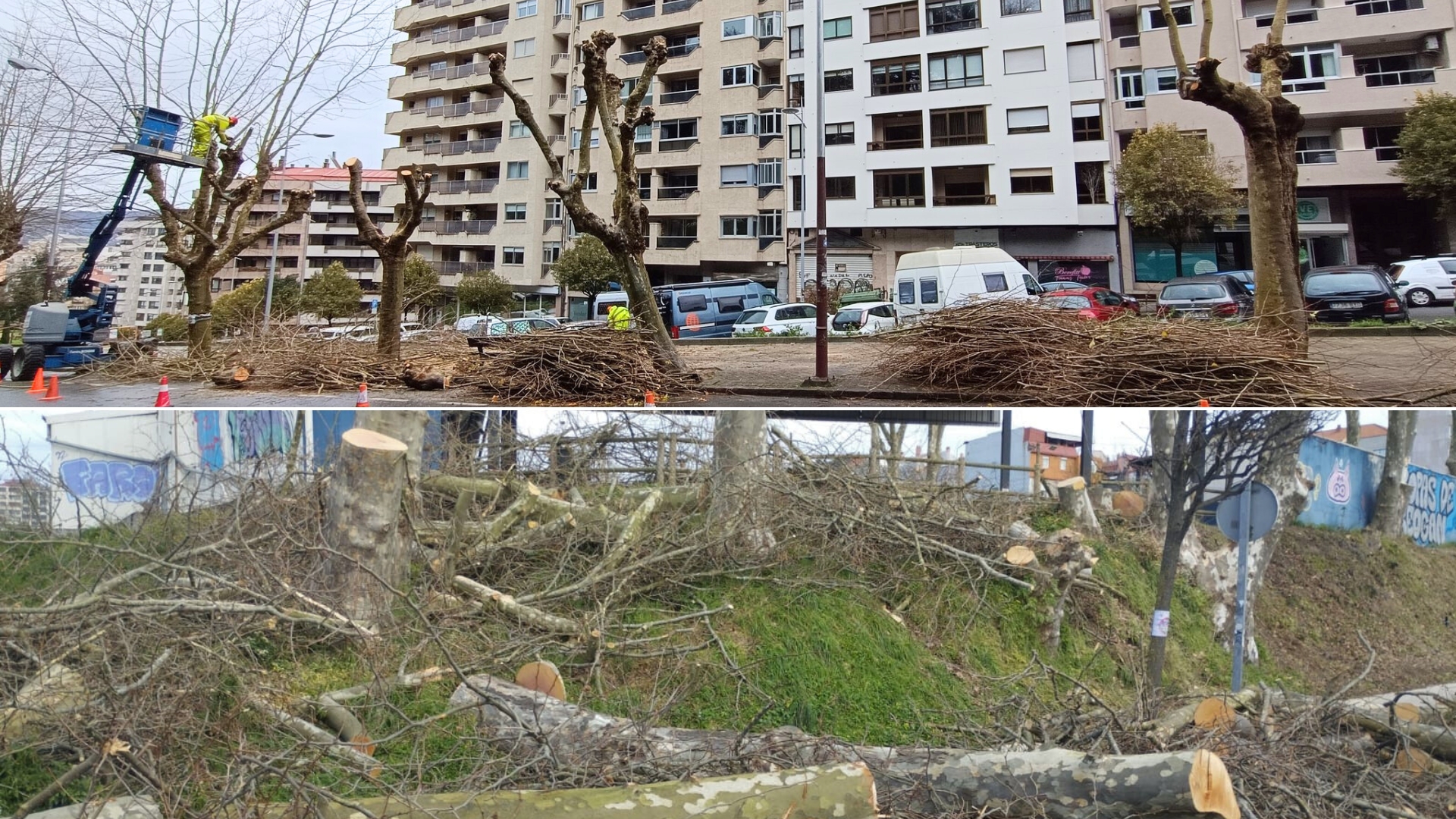 Tallas_en_Marques_de_Alcedo_e_na_Avenida_Florida_(Fotos_Amigas_das_Arbores).jpg