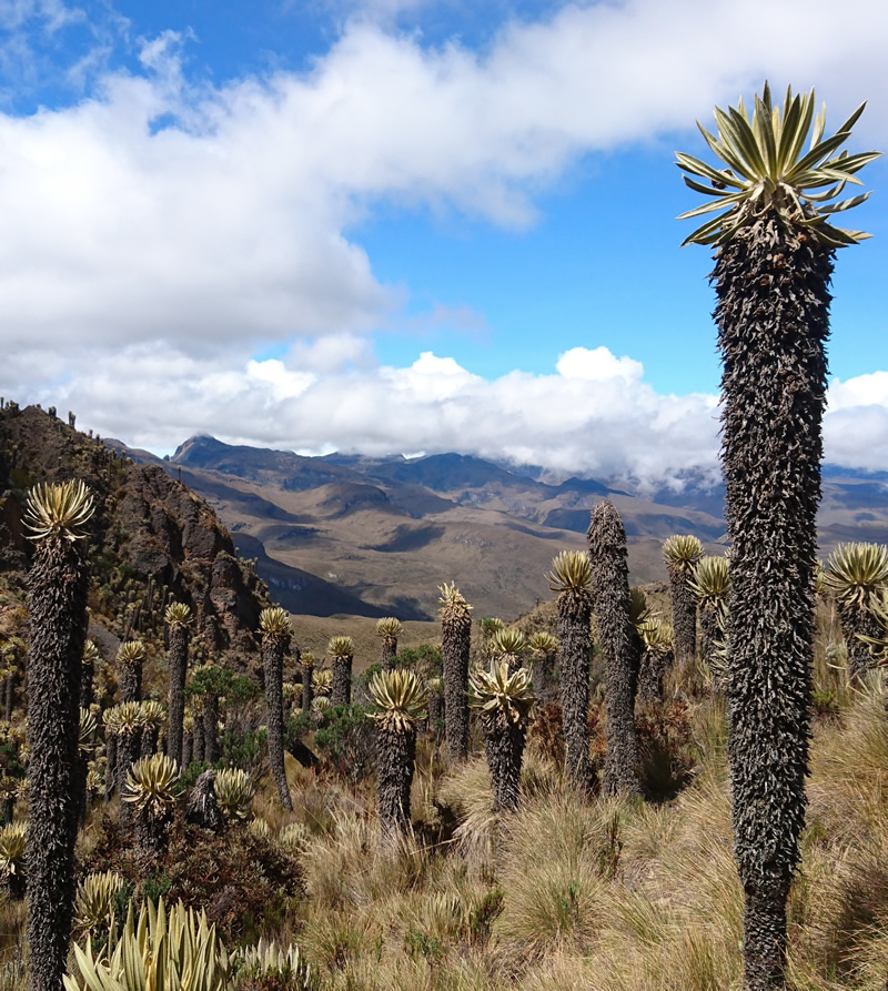 Parque_de_los_Nevados_1_Autor_sumoro_Pixabay.jpg