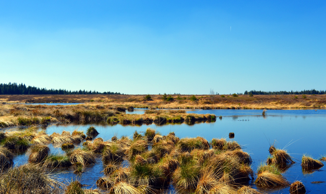 landscape-sea-coast-tree-nature-marsh-1392082-pxhere.com(1).jpg