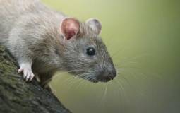 leishmaniasis en ratas