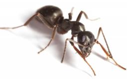 hormigas BASF